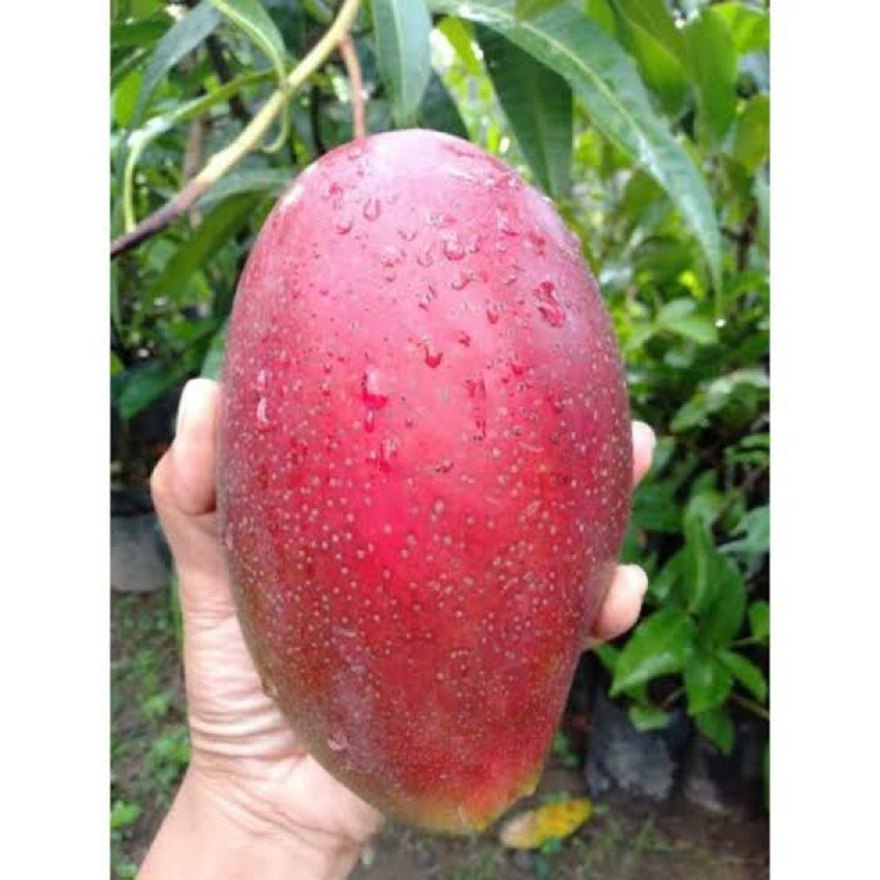 bibit mangga yuwen seri 6 asli tinggi 1meter up