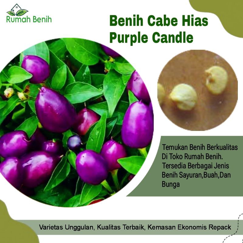 Benih Cabe Hias Purple Candle Light / bibit Benih Cabe Ungu / Biji Benih Cabe Hias / Benih Sayuran C