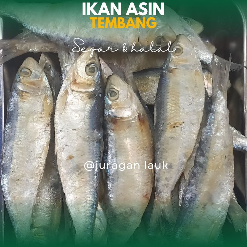 

Tembang ikan asin terbaik dan termurah best seller