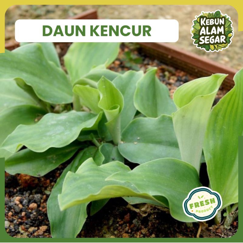 

DAUN KENCUR SEGAR langsung petik per ikat