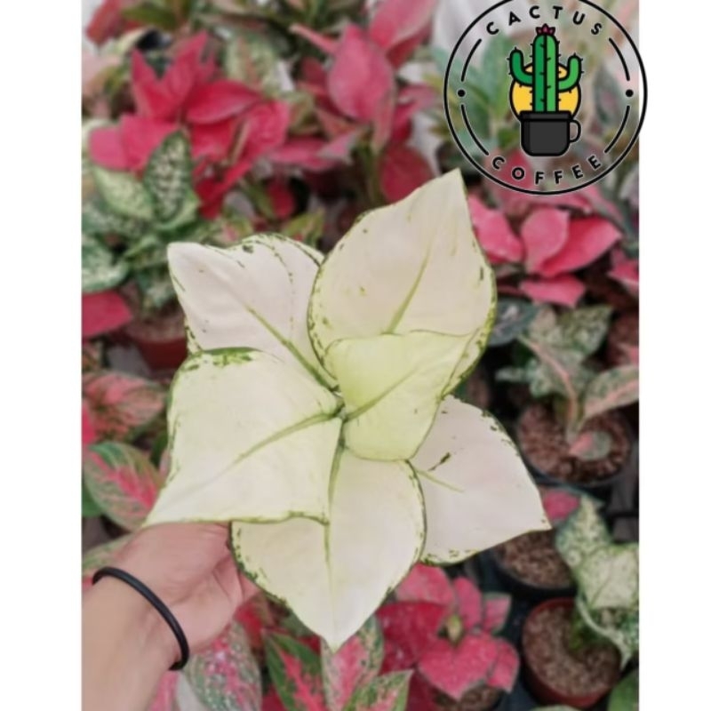 Tanaman hias aglonema super white - Aglonema super white