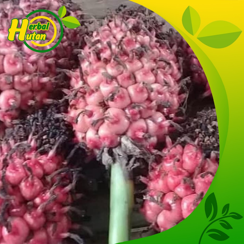 

1kg asam cekala / asam cikala / asam patikala / buah kecombrang / cekala segar karo bumbu enak fressh