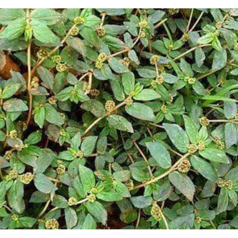 

Patikan Kebo Segar 500 Gram Obat Herbal Tradisional Murah Asli Baru Ambil