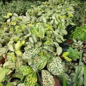 Tanaman Hias Drasena Florida Tanaman Drasena Florida