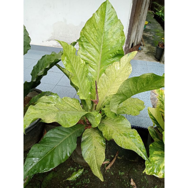 Hokeri Polkadot Varigata