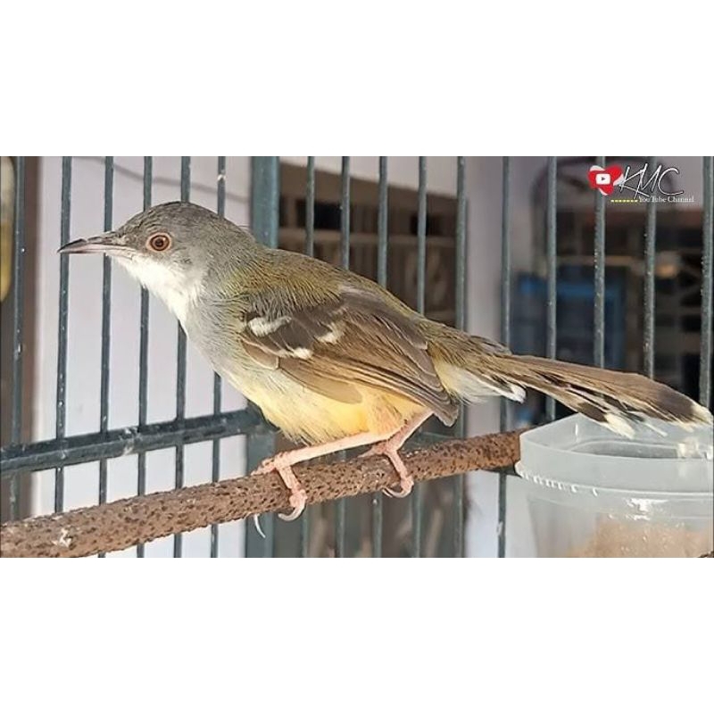 Ciblek Semi Jaminan Rajin Gacor