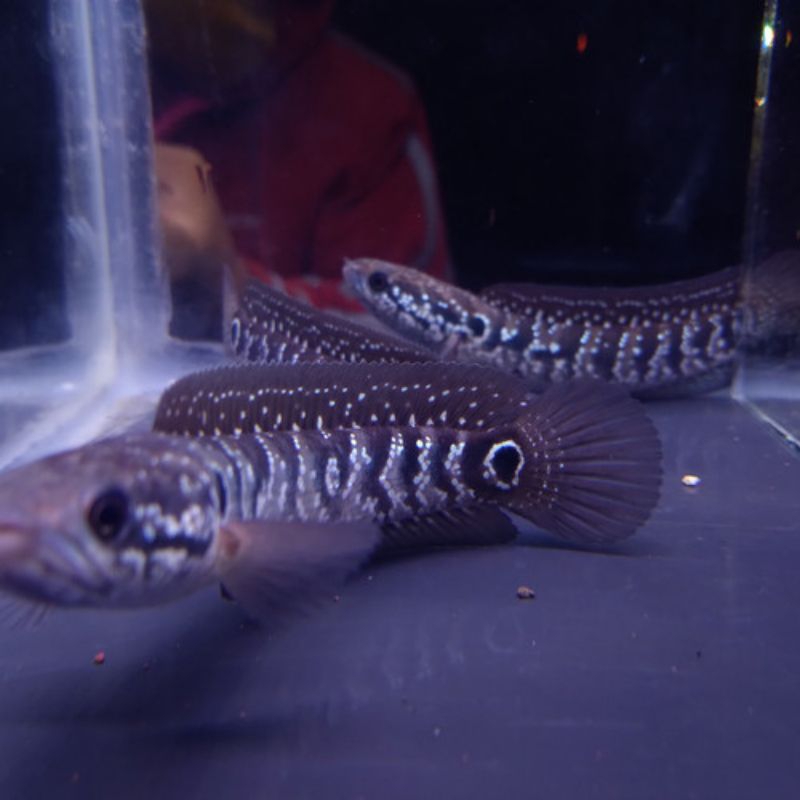 Asiatica Ws Pure 6/7cm Bahan Agresif Berkualitas Bagus