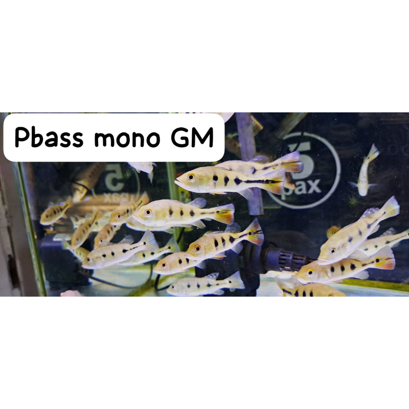 ikan pbass mono GM ukuran 10-12