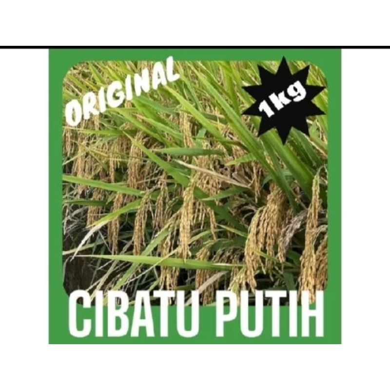 BENIH padi Cibatu Putih KEMASAN 1KG