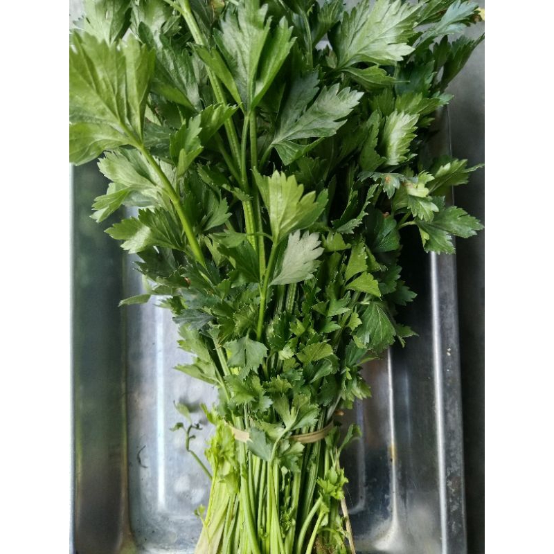 

sayur daun seledri 250gr mang syur