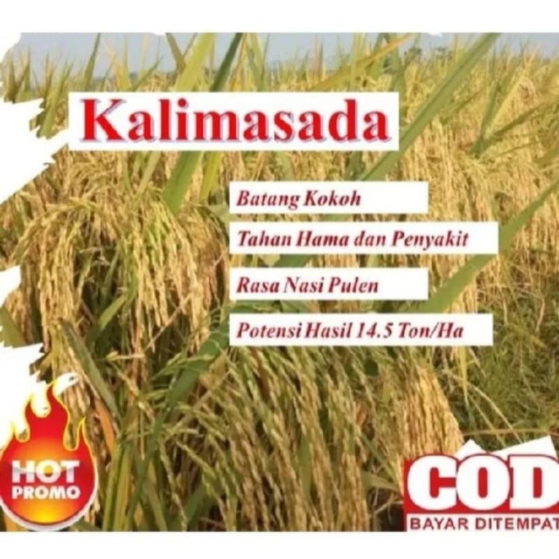 BENIH PADI KALIMASADA Kemasan 1kg