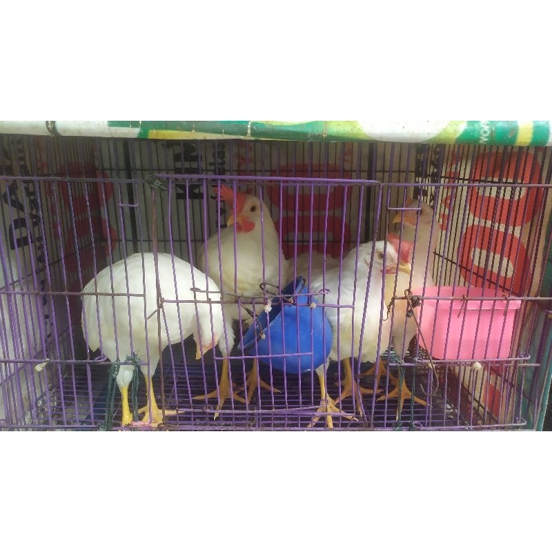 Pullet White Leghorn Ori umur 3 bln