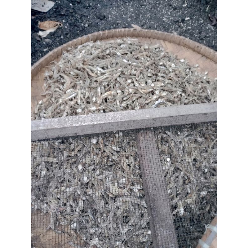 

ikan teri gurih kering tidak asin