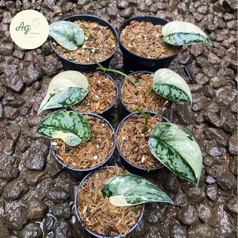 scindapsus mayari 1daun pancing