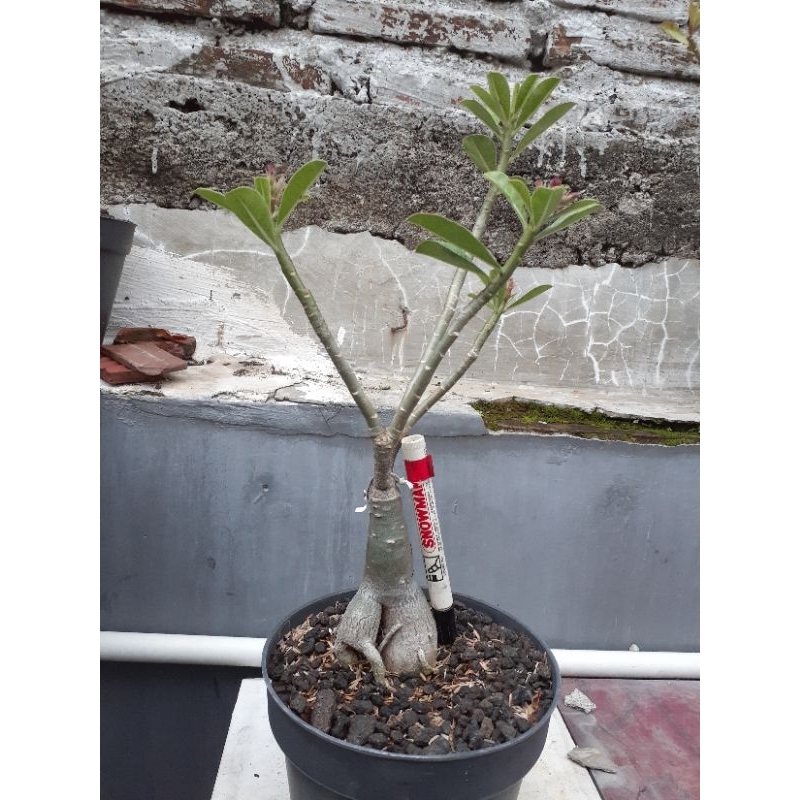 Adenium Purple Jinda entres panjang