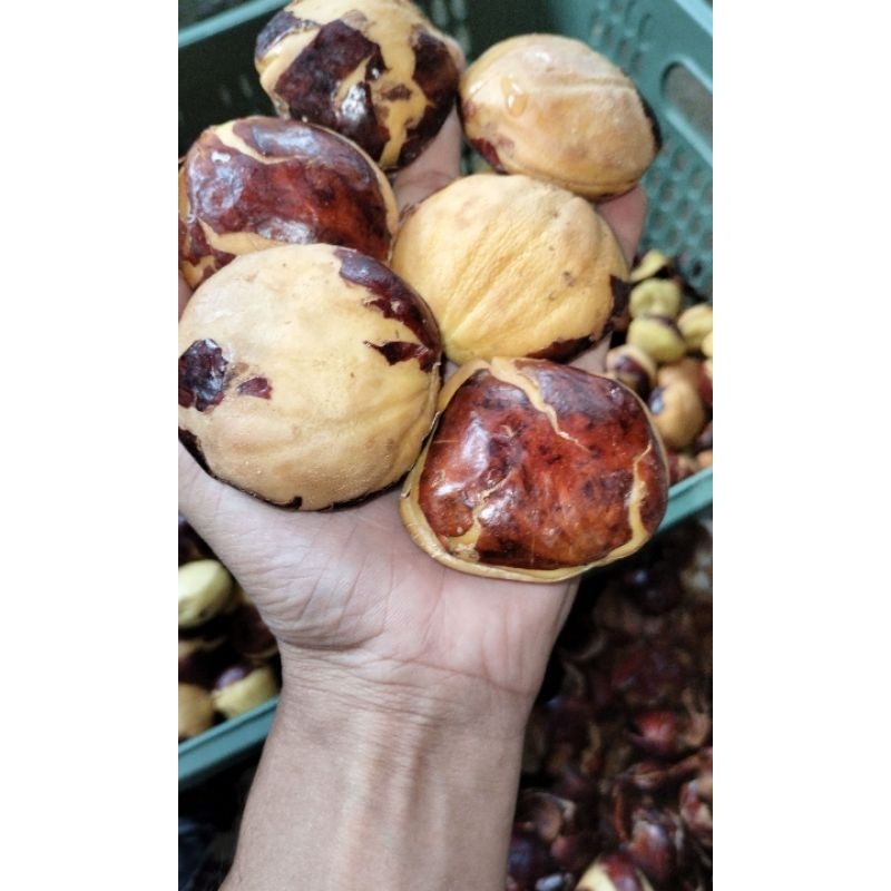 

jengkol tua