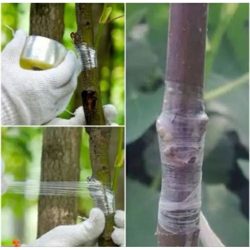 GRAFTING TAPE 3CM PLASTIK OKULASI 3CM PLASTIK Grafting Cangkok Tanaman tanaman