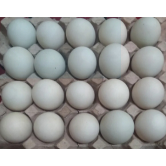 

Telur Bebek Mentah Kandang SETYAFARM Langsung dari kandang