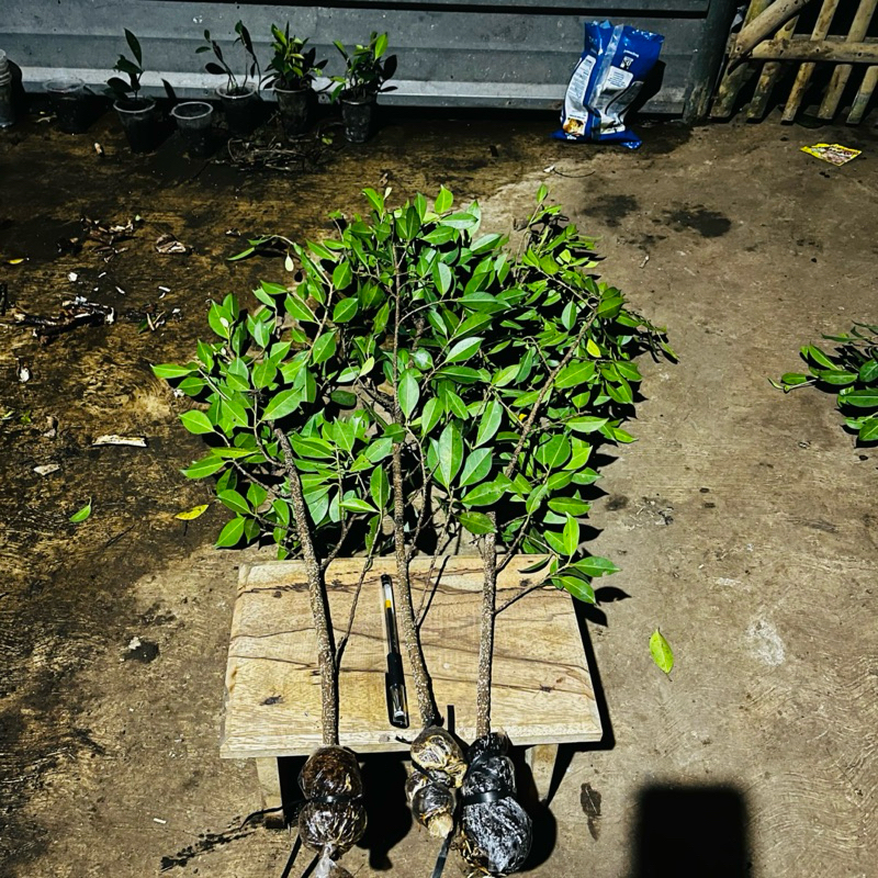 Bibit Kimeng Cangkok