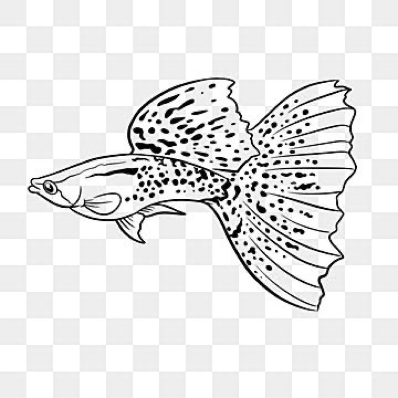 pembersih danio guppy Prtde 3psg