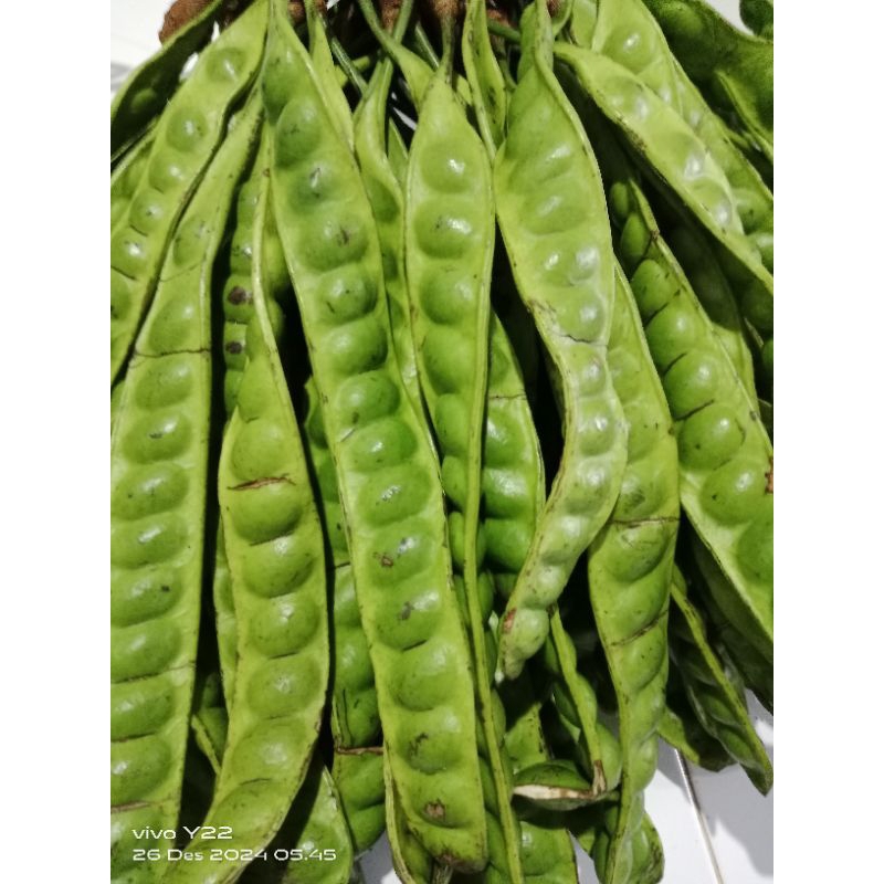 

PETE SEDANG PENDEK MURAH 1 IKAT ISI 10PAPAN/LONJOR