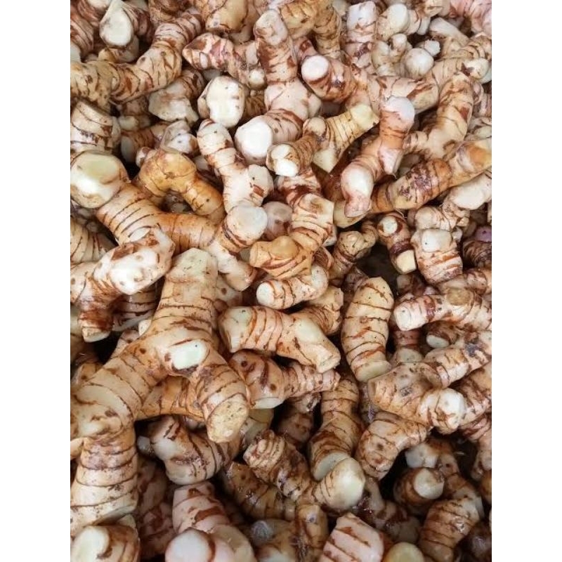 

Lengkuas putih segar(500gr) rimpang lengkuas putih/Laos putih segar/laja
