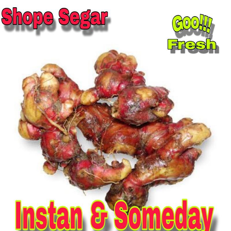 

Jahe Merah Jahe Segar Jahe Merah 100 Gram
