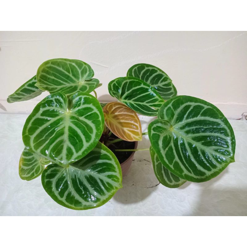 Anthurium Dorayaki