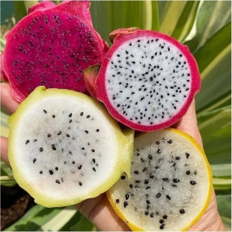 bibit buah naga putih - COD Bibit Buah Naga Merah - Bibit Buah Naga Kuning Super Unggul / Bibit Buah