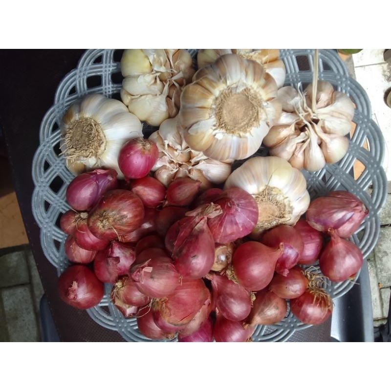 

bawang campur merah dan putih (1kilo)