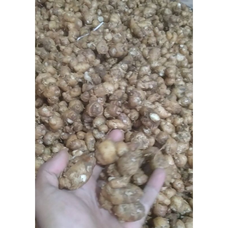 

Kencur Pres Asli pangandaran