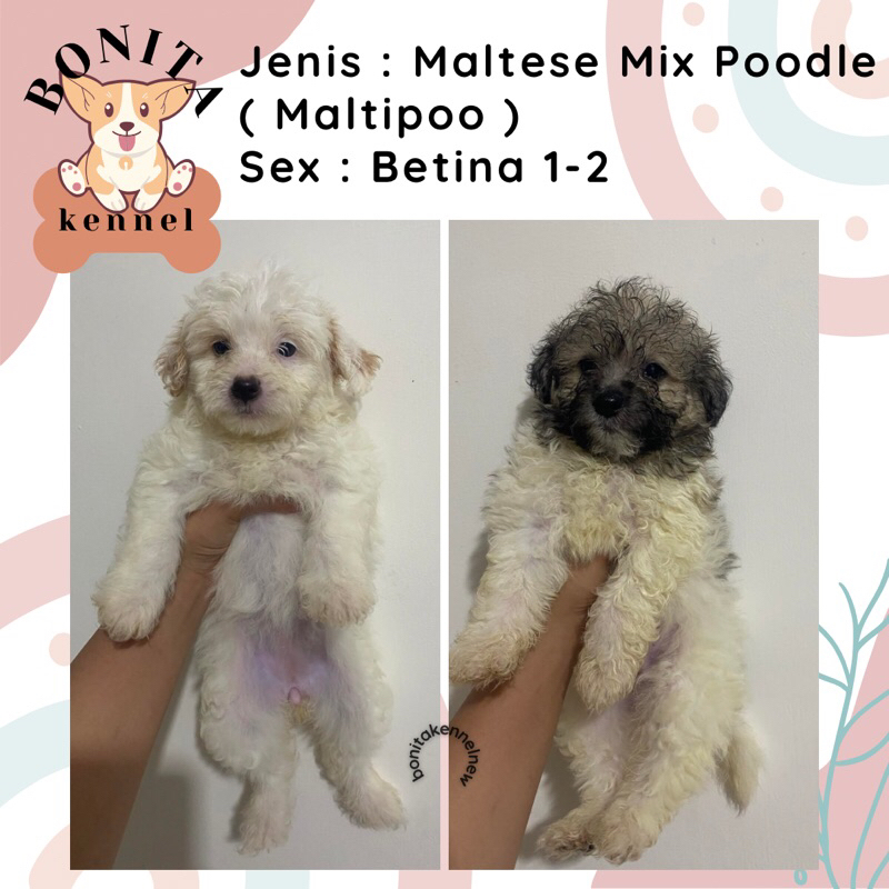 Maltese Mix Poodle Maltipoo Anak Anjing Maltipo Maltis Jantan Betina