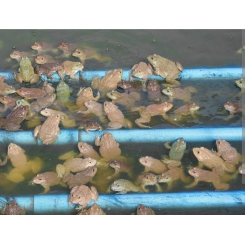 katak sawah kecil hidup ukuran 1/2 cm cocok untuk pakan arwana dan ikan predator lainnya isi 30 biji