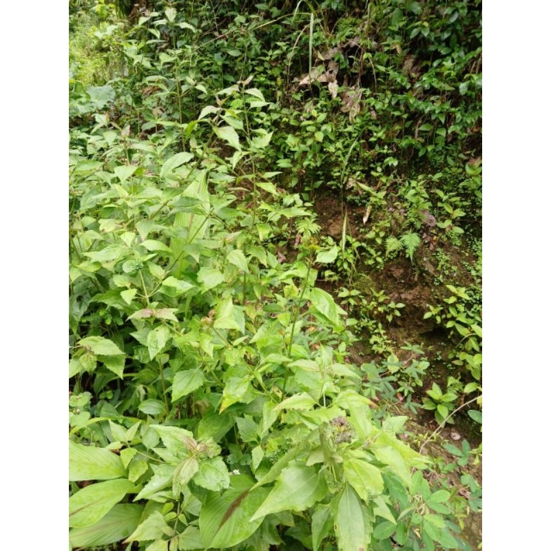 

DAUN BALAKACIDA SEGAR DAN DAUN HERBAL DAUN KOPSANDA KANKER SERVIKS