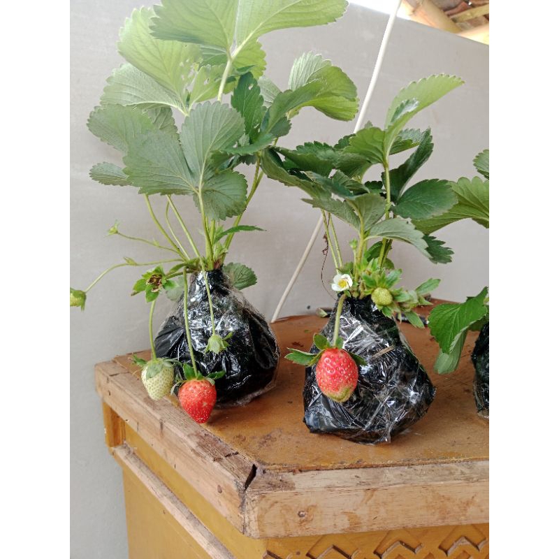 bibit strawberry sudah berbuah strawberry mencir