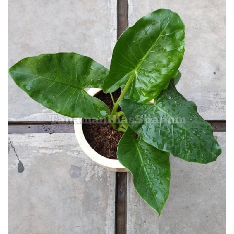 Promo COD tanaman hias sente hijau - alocasia macrorrhiza - pohon sente - alocasia - bibit pohon sen