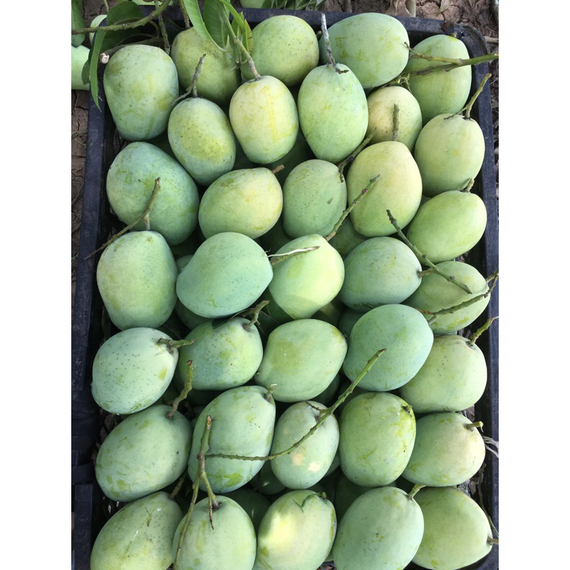 

mangga cengkir/indramayu 1kg