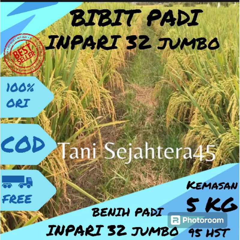 BIBIT PADI INPARI 32 JUMBO kualitas super unggul 5kg