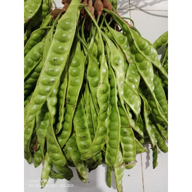 

PETE SORTIR 1kg isi 17/22 [ PAPAN/LONJOR ] ISI 7/12 MATA