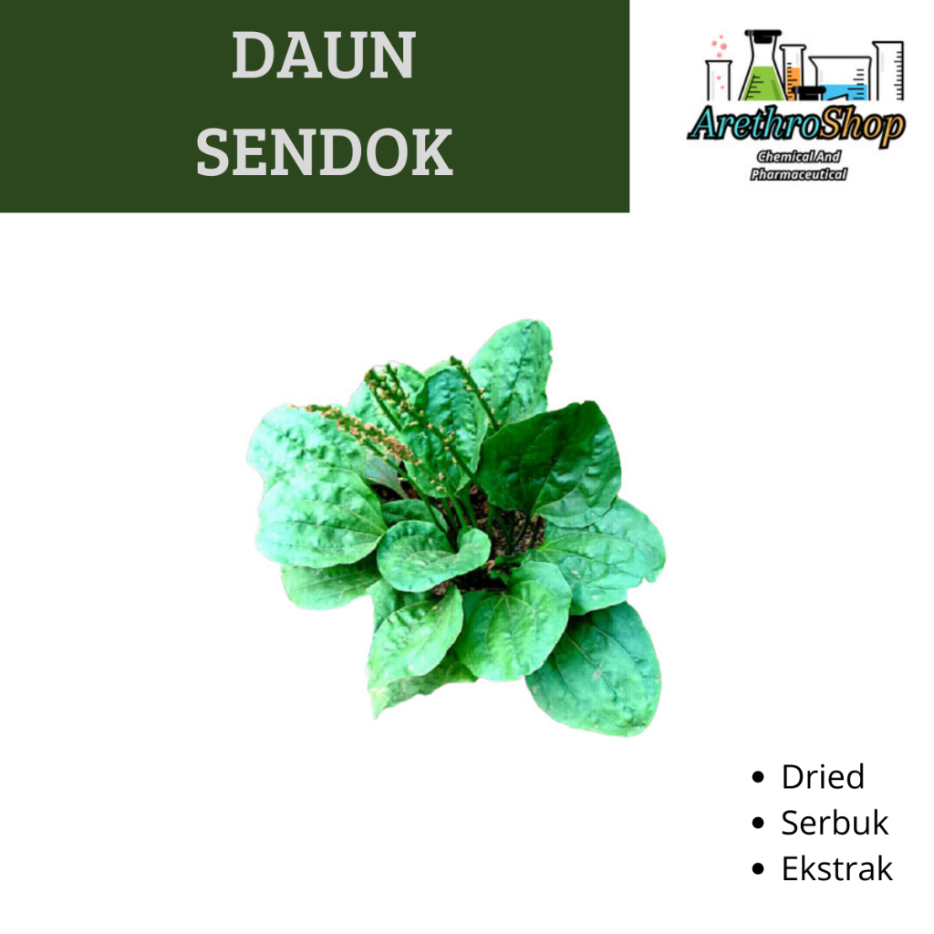 

SERBUK DAN DRIED DAUN SENDOK BEST PRODUCT