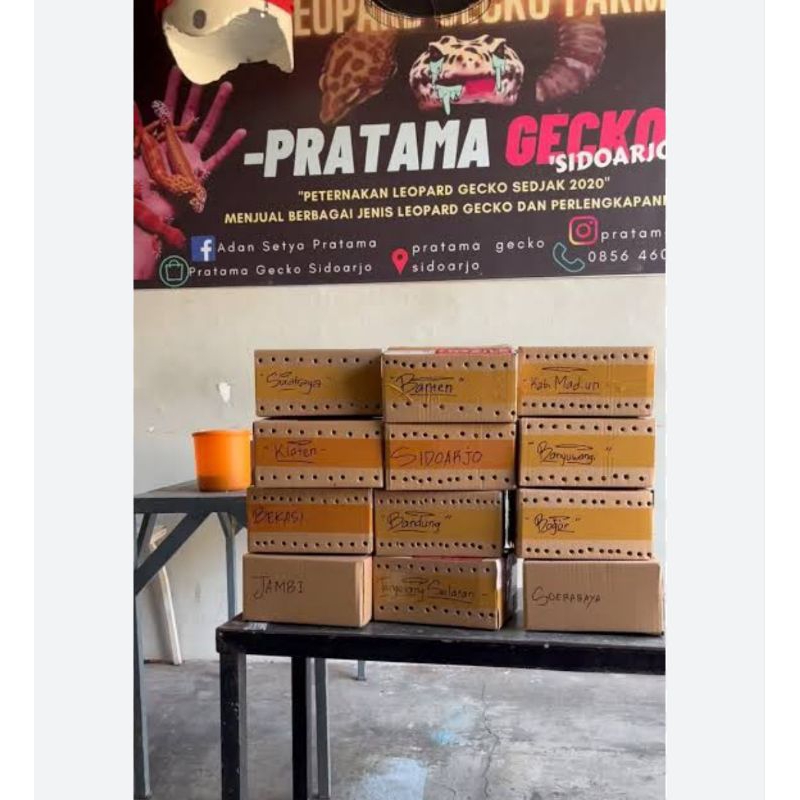 mainan baby leopard gecko 1-2 bulan RANDOM