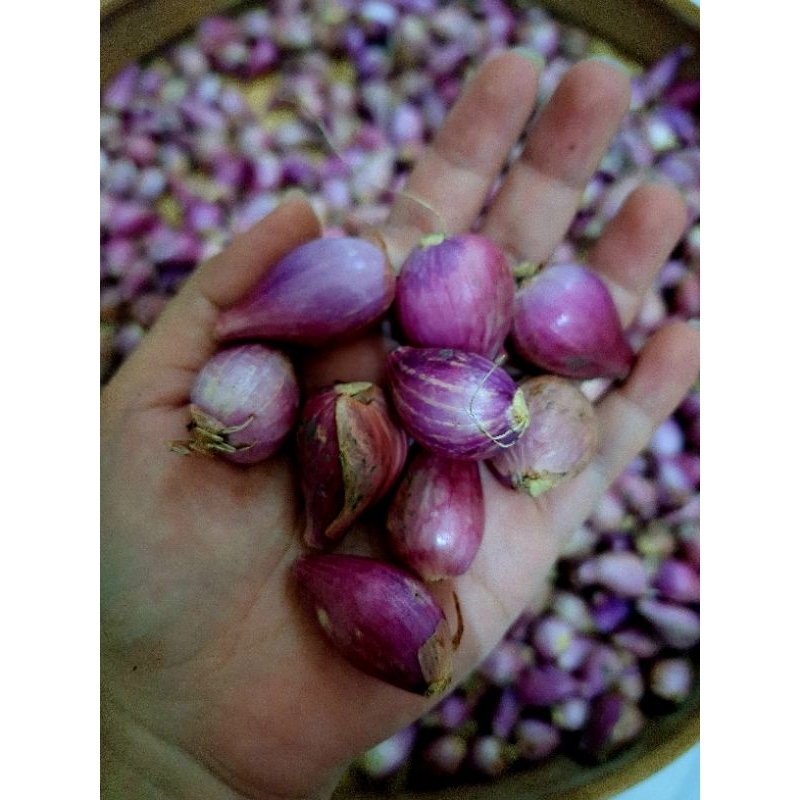 

Bawang merah tanggung 1kg
