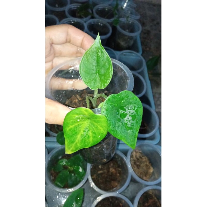 Alocasia Melo badak