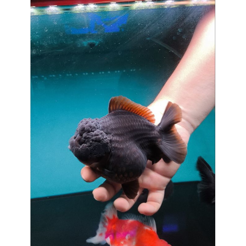 Ikan Mas Koki Oranda Short Tail (OST) Black Size 14 cm. f76