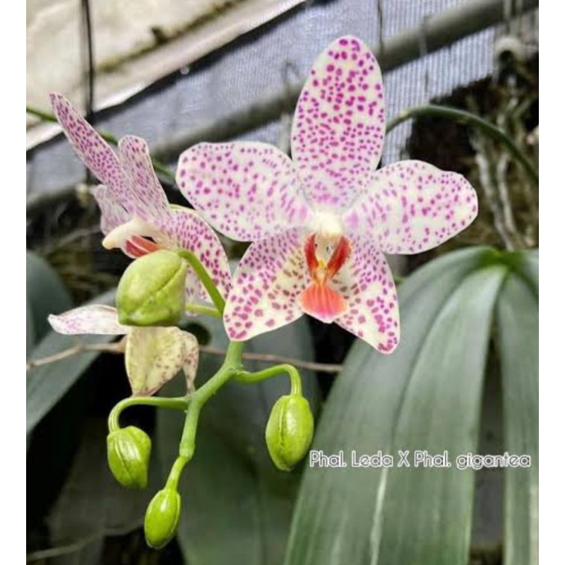 Anggrek Phalaenopsis Leda X Gigantea ( Phal. Legie)