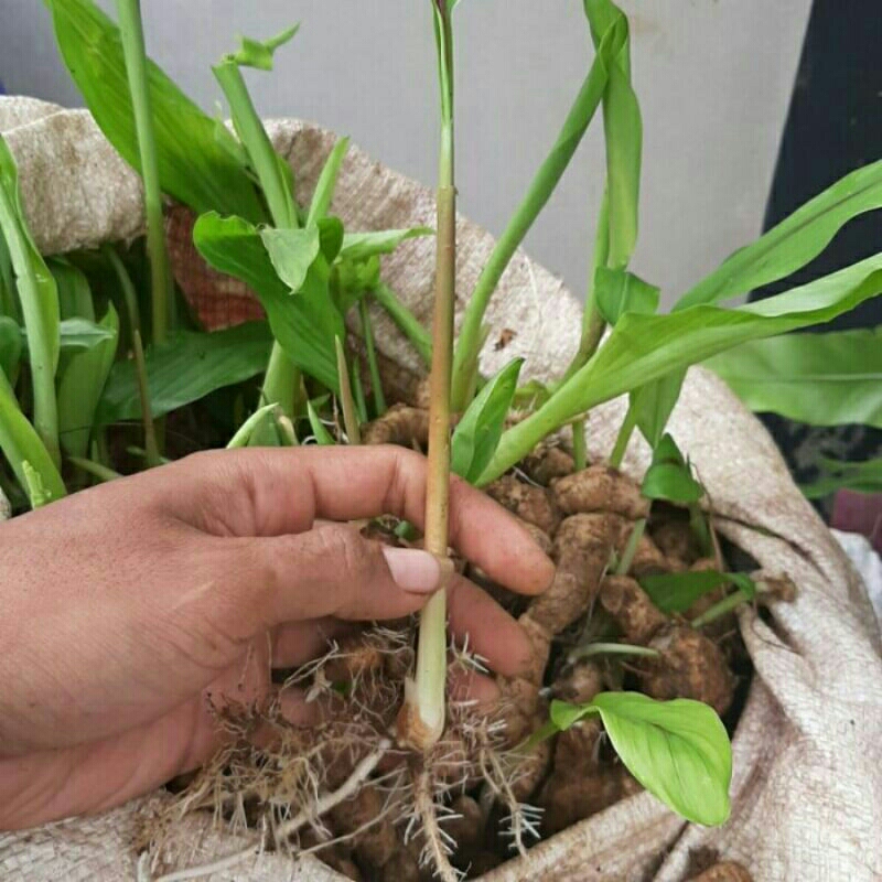 

daun walang sangit tanaman herbal harga 100 biji 110 ribi aja