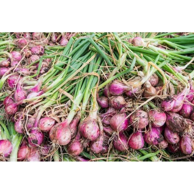 

bawang merah besar super kualitas terbaik
