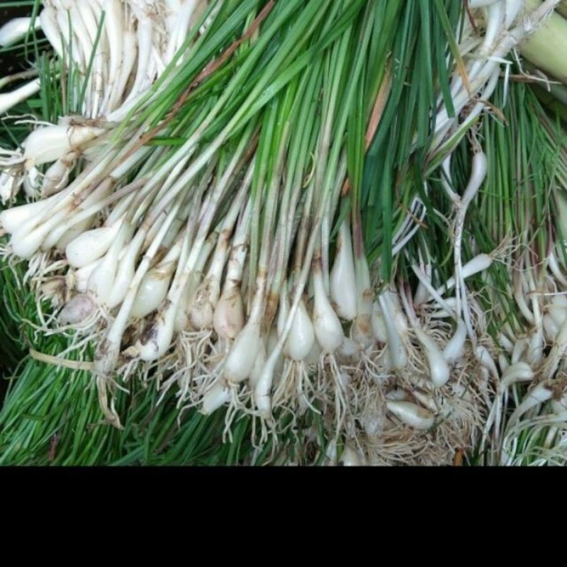 

bibit kuncay, bawang cina,/1ikat