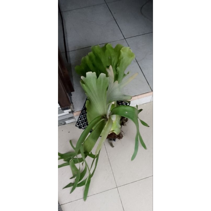 Simbar tanduk rusa wilinski