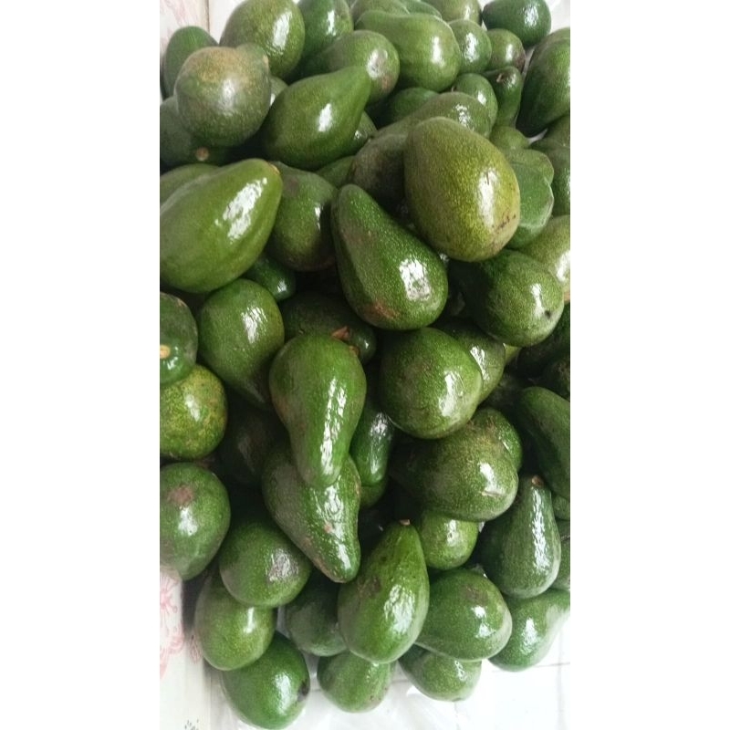 

ALPUKAT MENTEGA PAKET(1,5KG) 7/8 Buah